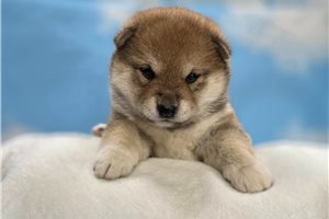 Alexia - Shiba Inu for sale