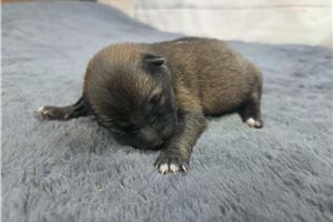 Blakely - Shiba Inu for sale