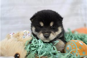 Duncan - puppy for sale