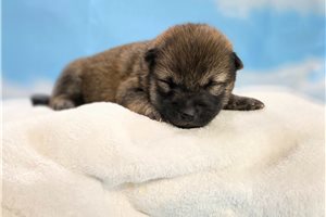 Beck - Shiba Inu for sale