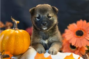 Blakely - Shiba Inu for sale