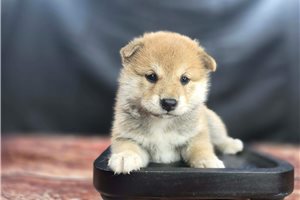 Amelia - Shiba Inu for sale