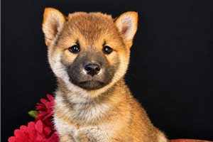 Beck - puppy for sale
