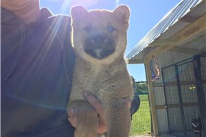 Nathan - Shiba Inu for sale