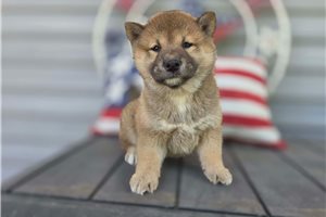 Asami - Shiba Inu for sale