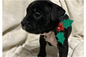 Robin - puppy for sale