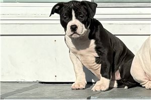 Rosa - puppy for sale