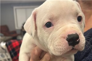 Ruth - American Bully for sale