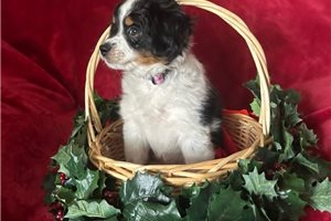 Holiday - Bernedoodle, Mini for sale
