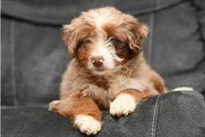 Mallory - Aussiedoodle for sale