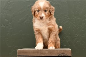 Mario - Aussiedoodle for sale