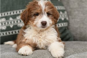 Mara - Aussiedoodle for sale