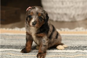 Sasha - puppy for sale