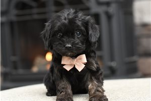 Nicole - Cavapoo for sale