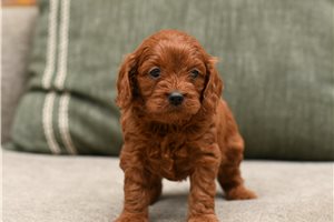 Dana - Cavapoo for sale