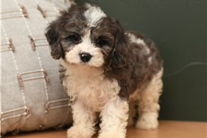 Mister - Cavapoo for sale