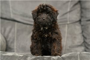 Hilda - Poma-Poo - Pomapoo for sale