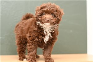 Hannah - puppy for sale