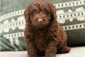 Hanson - Poma-Poo - Pomapoo for sale