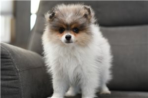 Lou - Pomeranian for sale