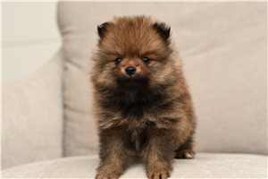 Falstaff - Pomeranian for sale