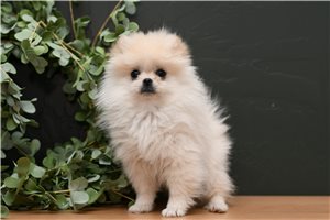 Gabriel - Pomeranian for sale