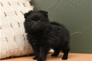 Onyx - Pomeranian for sale