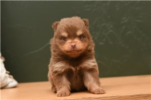 Aubrey - puppy for sale