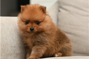 Amber - puppy for sale