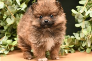 Margot - Pomeranian for sale