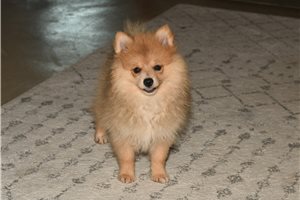 Elena - Pomeranian for sale
