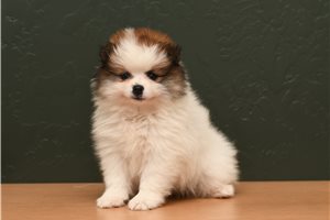 Emerson - Pomeranian for sale