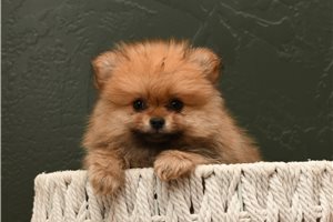 Dean - Pomeranian for sale