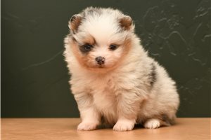Amelie - puppy for sale