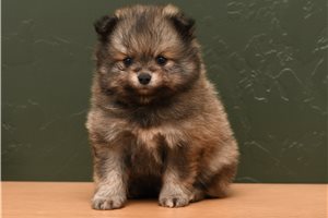 Thorston - Pomeranian for sale