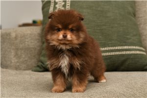 Bartholomew - Pomeranian for sale