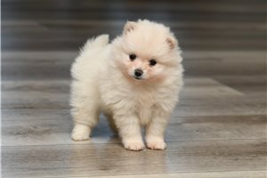 Jennifer - Pomeranian for sale