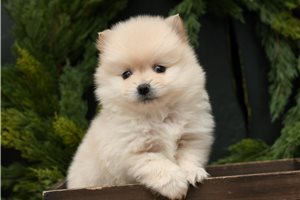 Grayson - Pomeranian for sale