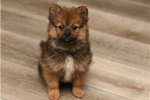 Corvus - Pomeranian for sale