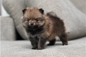 Falstaff - Pomeranian for sale