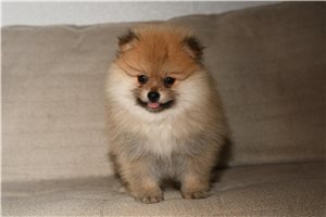 Dasha - puppy for sale