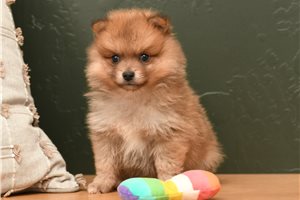 Elena - Pomeranian for sale