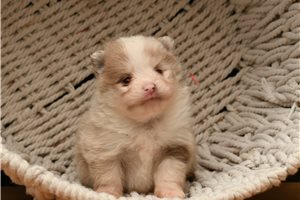 Angel - Pomeranian for sale