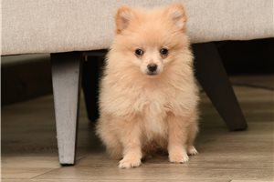 Titus - Pomeranian for sale