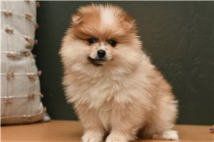 Gabe - puppy for sale