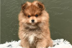 Ted - Pomeranian for sale