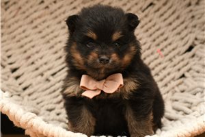 Anastasia - puppy for sale