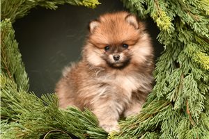 Jetta - Pomeranian for sale