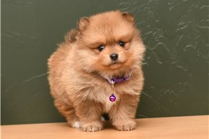 Tink - Pomeranian for sale