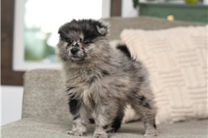 Cletus - Pomeranian for sale